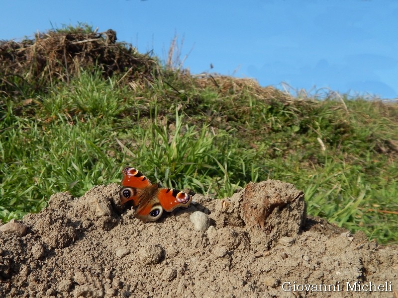 Aglais io da gennaio a dicembre